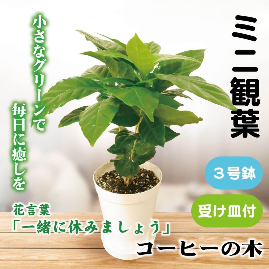 観葉植物 テーブル観葉 コーヒーの木 3号鉢 1鉢 ミニ観葉 受け皿付