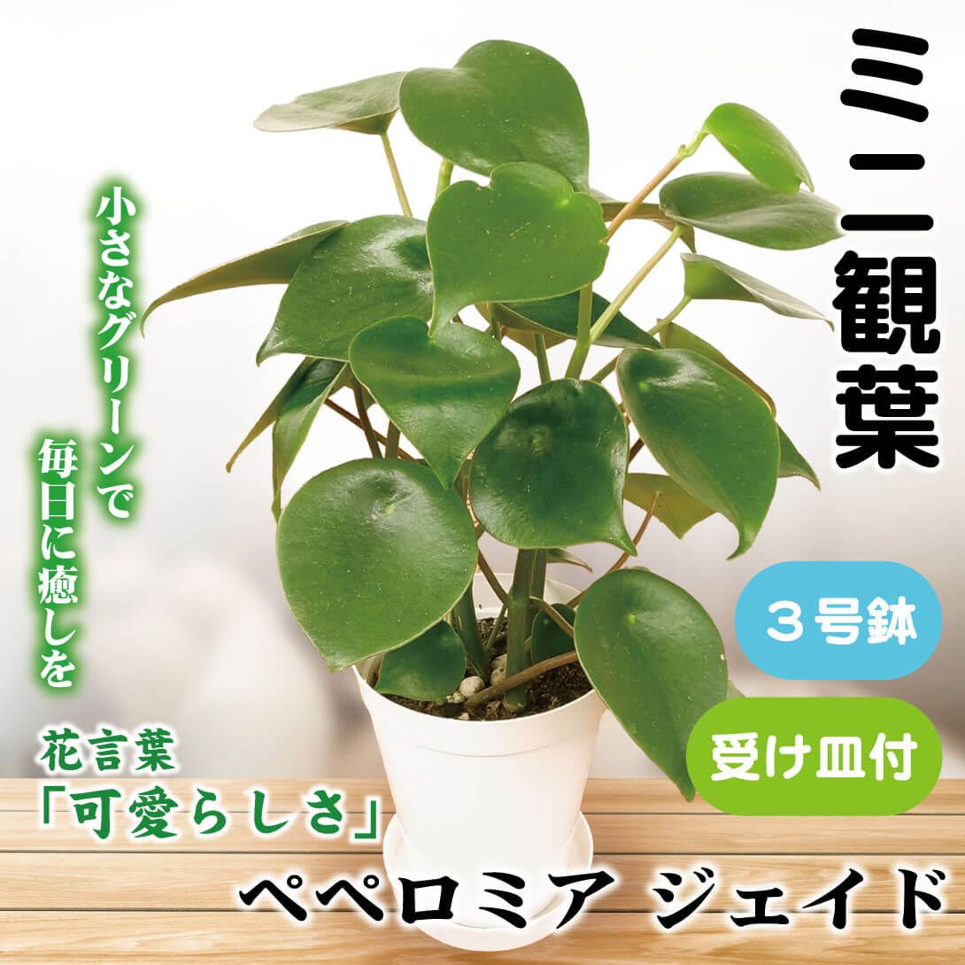 観葉植物 テーブル観葉 ペペロミア ジェイド 3号鉢 1鉢 ミニ観葉 