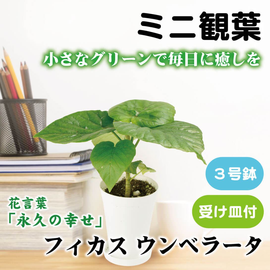 観葉植物 テーブル観葉 フィッカス ウンベラータ 3号鉢 1鉢 ミニ観葉