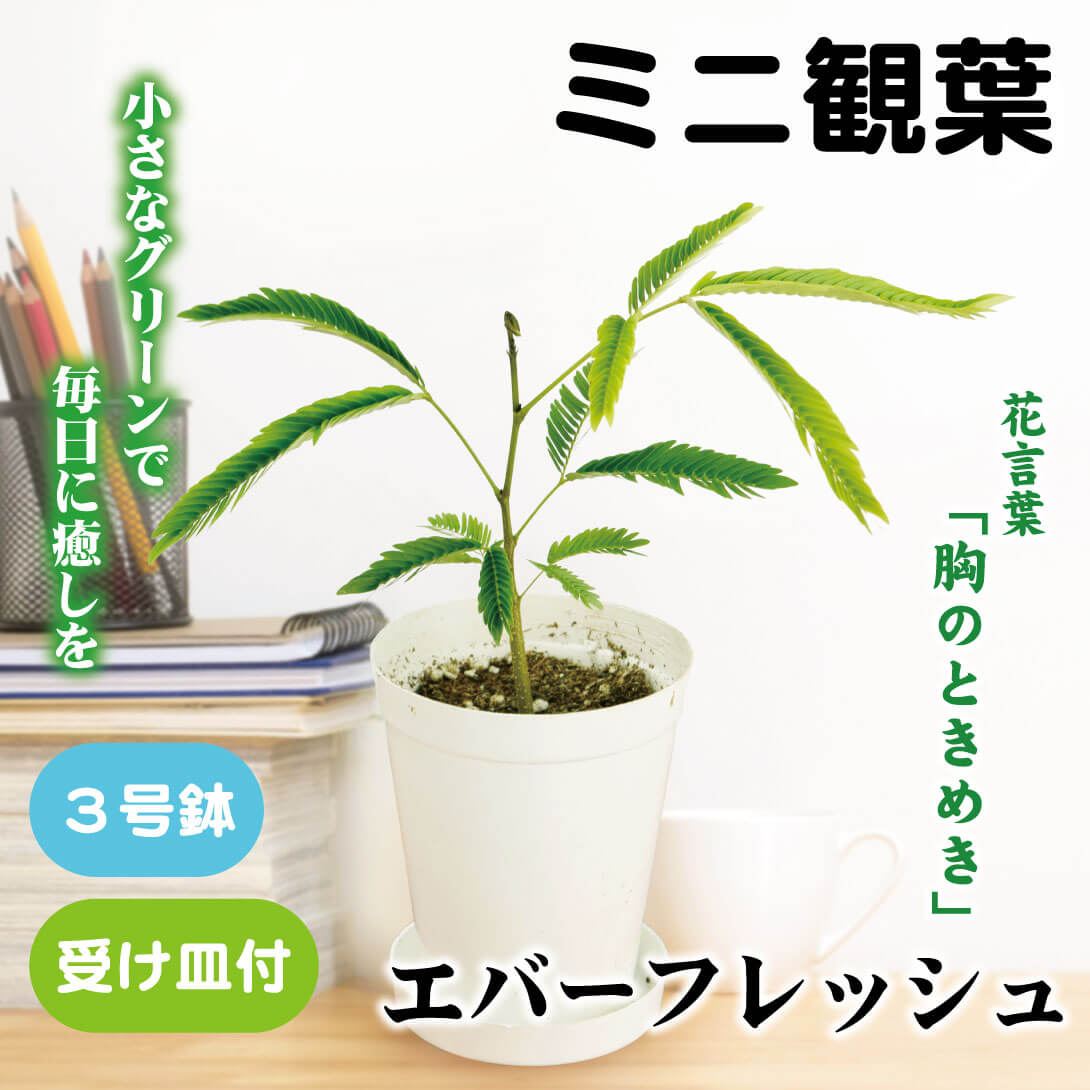 観葉植物 テーブル観葉 エバーフレッシュ 3号鉢 1鉢 ミニ観葉 受け皿付 