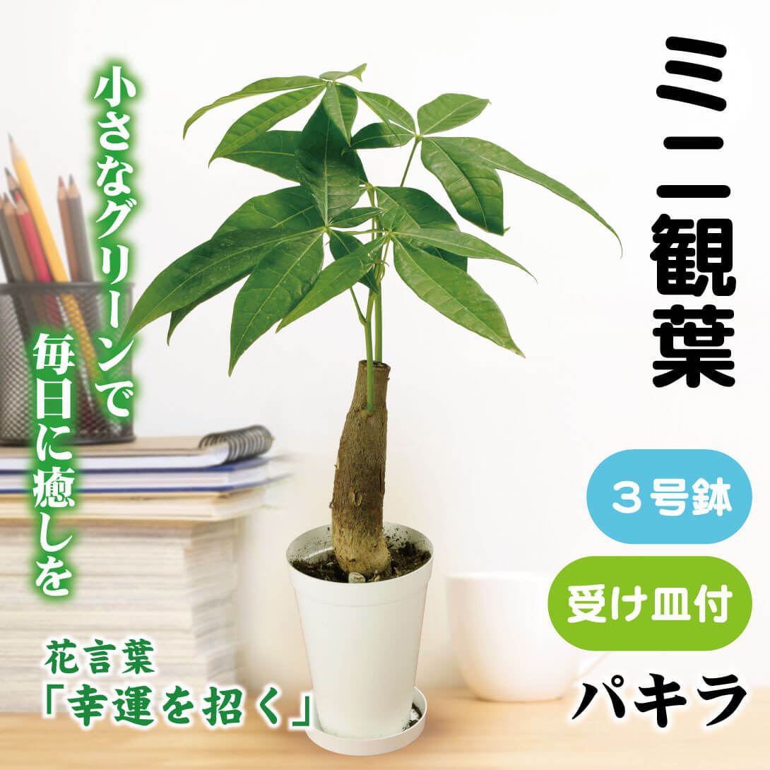 観葉植物 パキラ 1鉢 鉢付き 観葉植物 テーブル観葉 パキラ 3号鉢 1鉢 ミニ観葉 受け皿付 : 花と緑