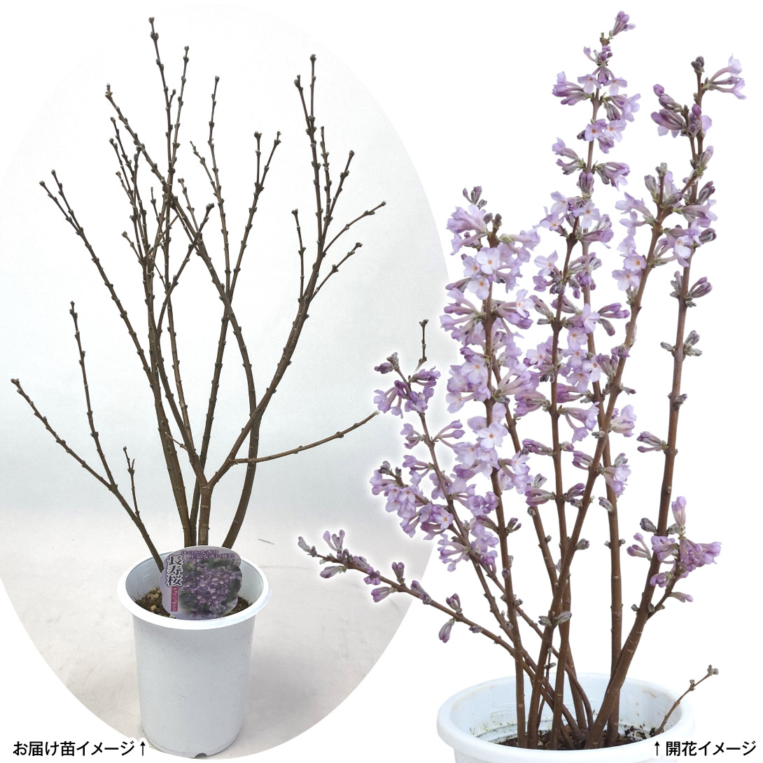 ピセアプンゲンス 苗 ホプシー 1株 花木苗 国華園 : 花と緑 国華園