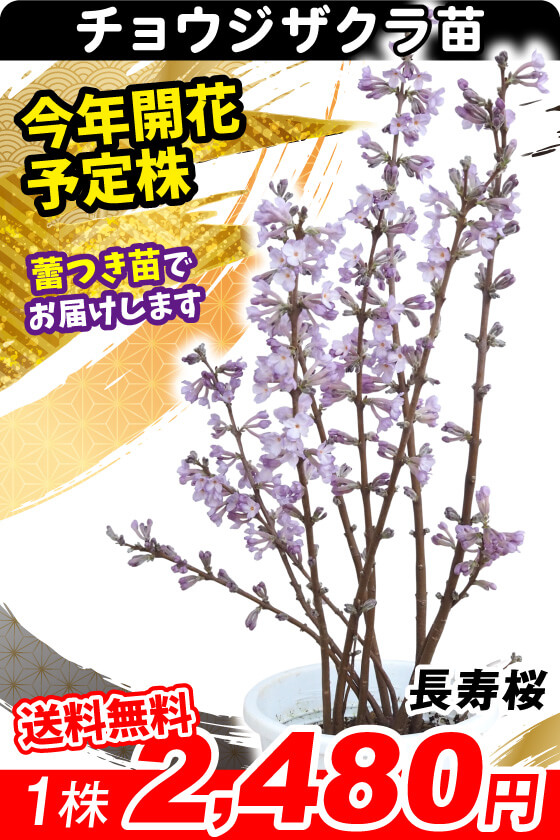 長寿桜