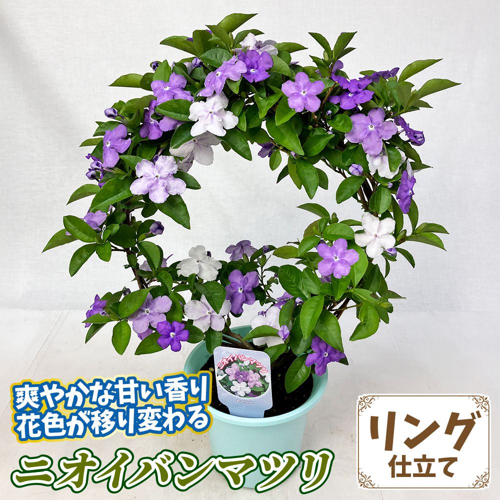 鉢花 ニオイバンマツリ リング 6号鉢 送料込み : 花と緑 国華園 - 通販 