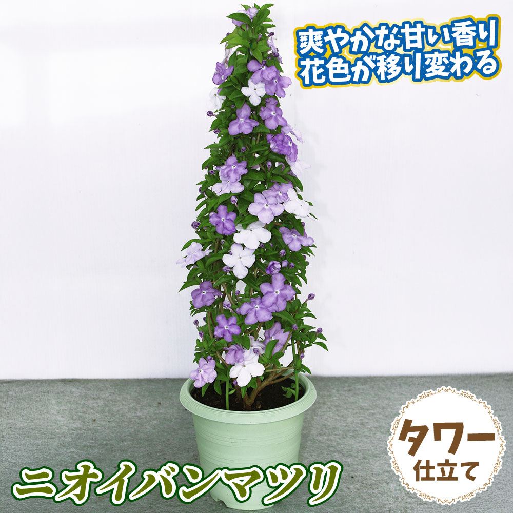 ラン・山野草 千重咲二輪草 二羽鶴 1株 : 花と緑 国華園 - 通販