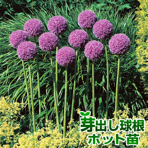 球根 アリウム」の人気商品一覧 | 安い商品を通販サイトから探す