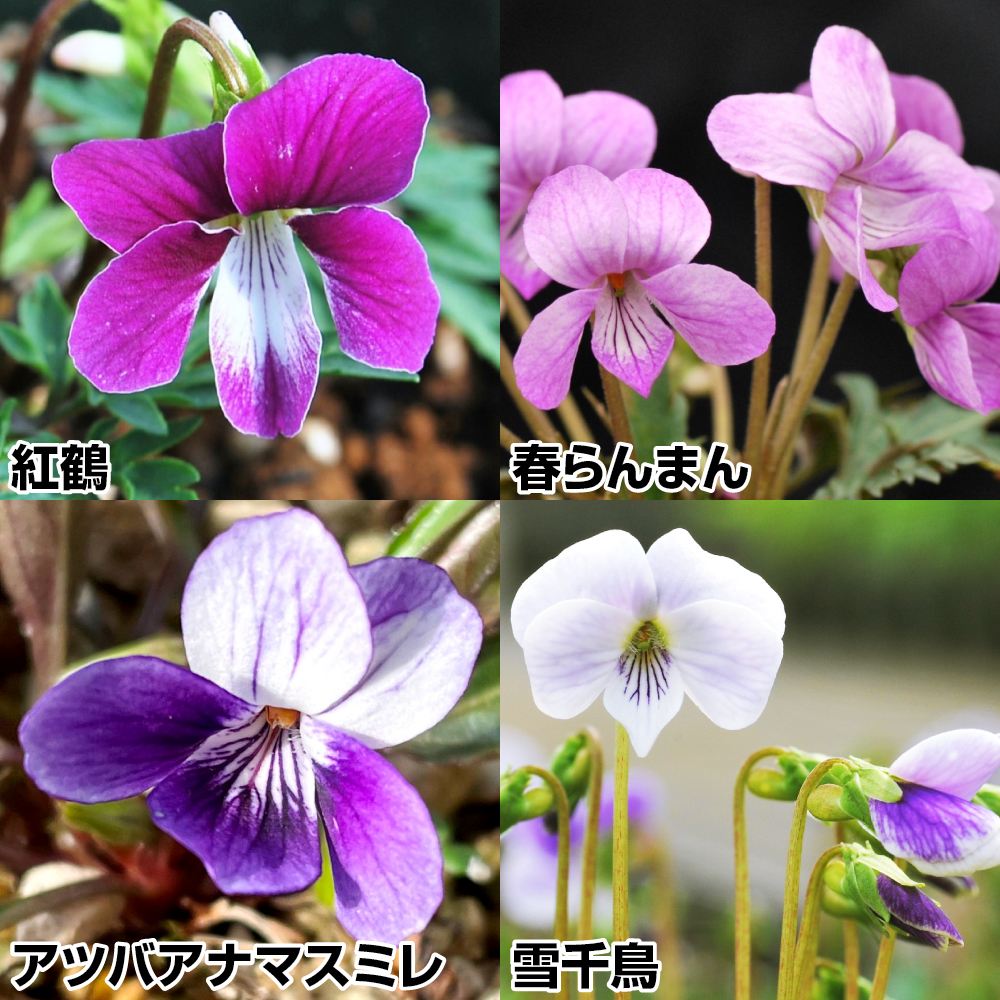 ラン・山野草 スミレ 交配種スミレセット 4種4株 : 花と緑 国華園