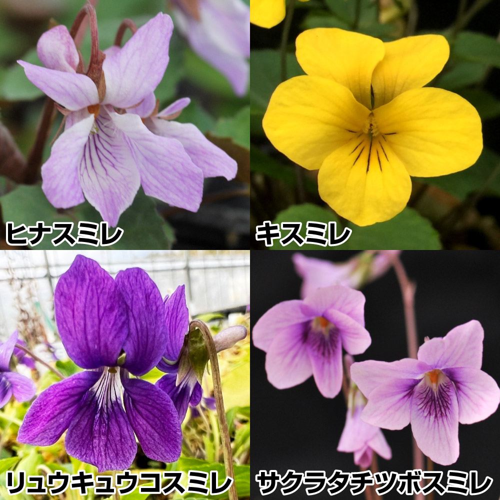 ラン・山野草 スミレ 原種スミレセット 4種4株 : 花と緑 国華園 - 通販