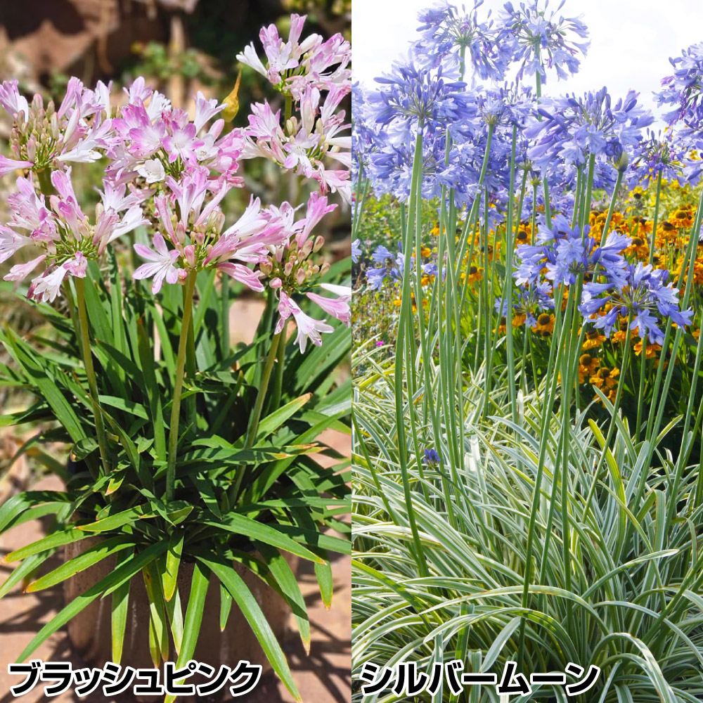 菊苗 小菊 江戸菊 江戸黄八丈 1株 : 花と緑 国華園 - 通販 - Yahoo