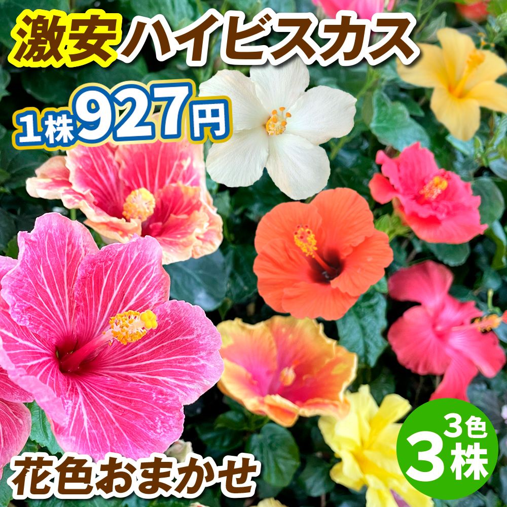 花苗 激安 ハイビスカス おまかせ 開花株 3色3株 送料込み : 花と緑 国