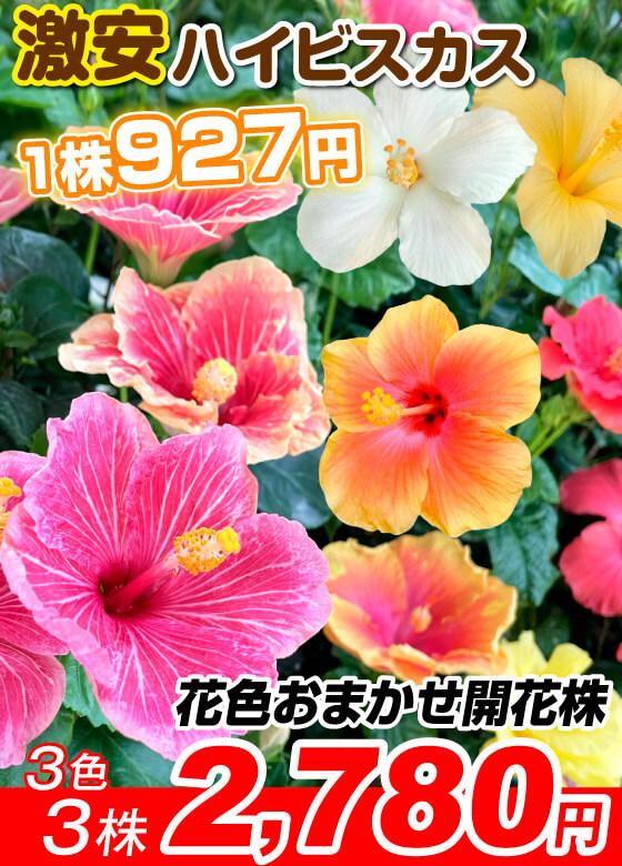 ハイビスカス