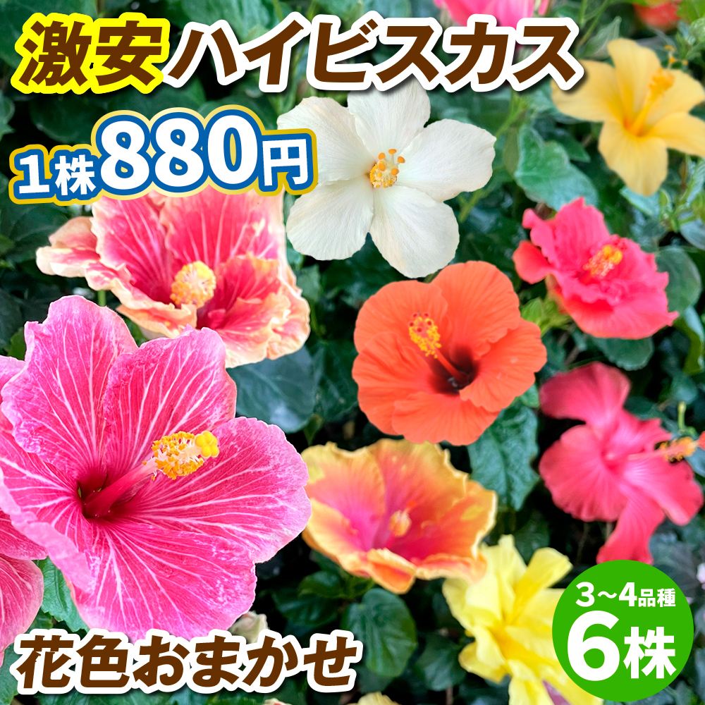 花苗 激安 ハイビスカス おまかせ 開花株 6株 3-4品種 送料込み : 花と