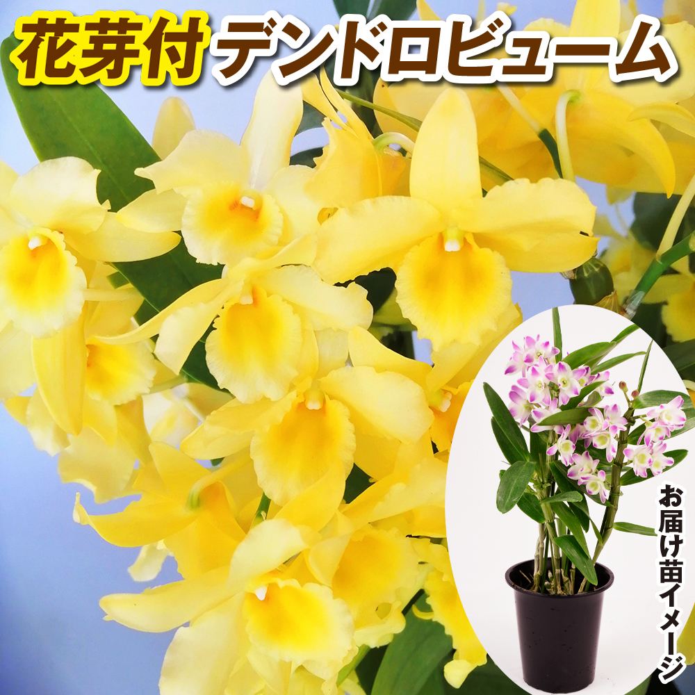 デンドロビューム 苗」の人気商品一覧 | 安い商品を通販サイトから探す