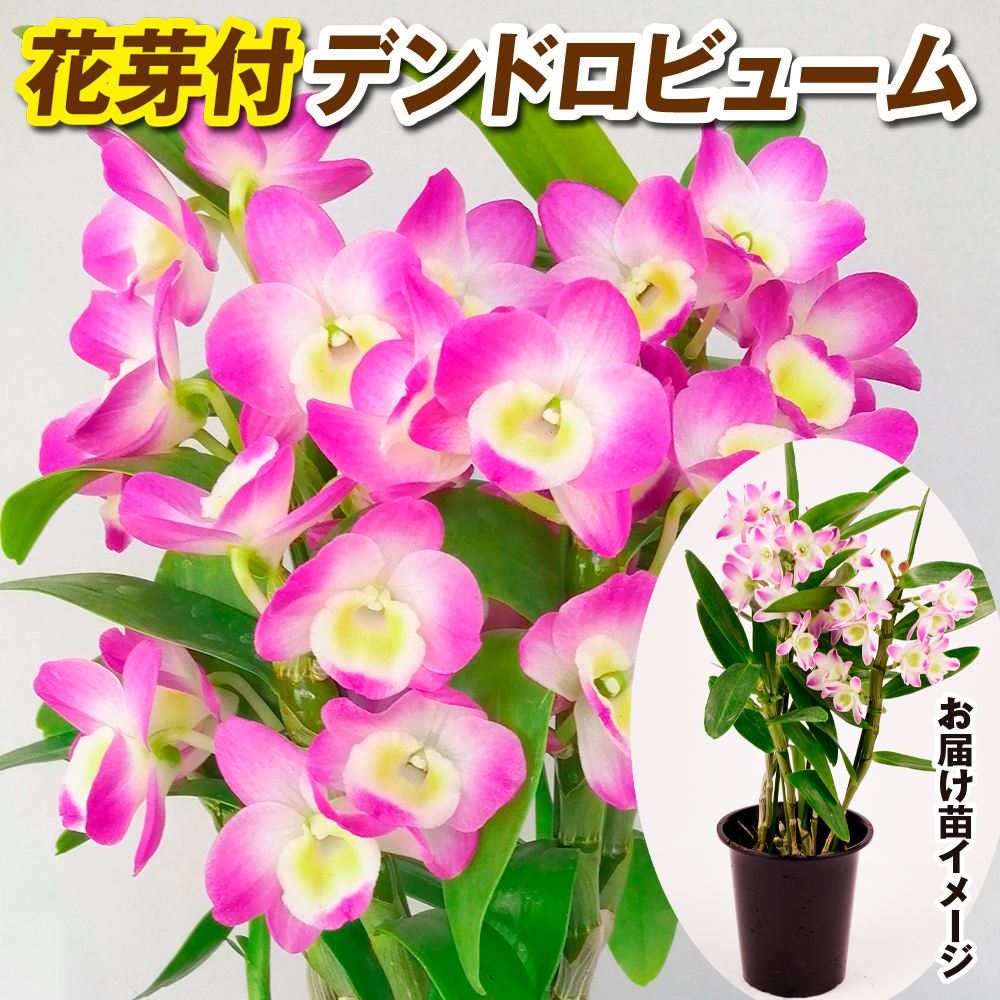 洋蘭苗 花芽つき デンドロビウム コーラルドロップ 1株