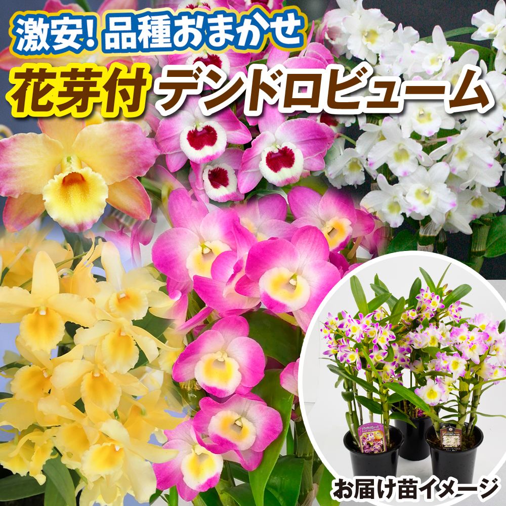洋蘭苗 花芽つき デンドロビウム 激安おまかせ デンドロビューム 3種3