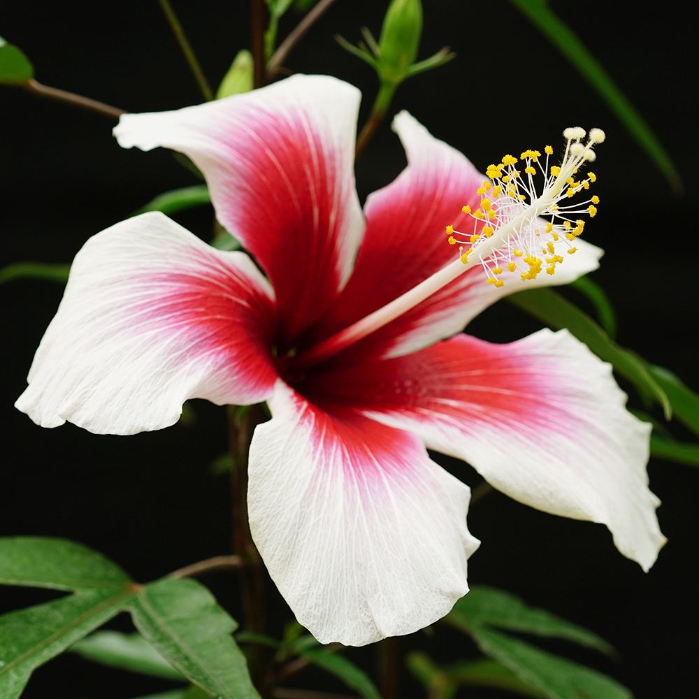 ハイビスカス　苗　大輪　花木　1苗　限定品　観葉植物 hibiscus_denimblue_1.jpg
