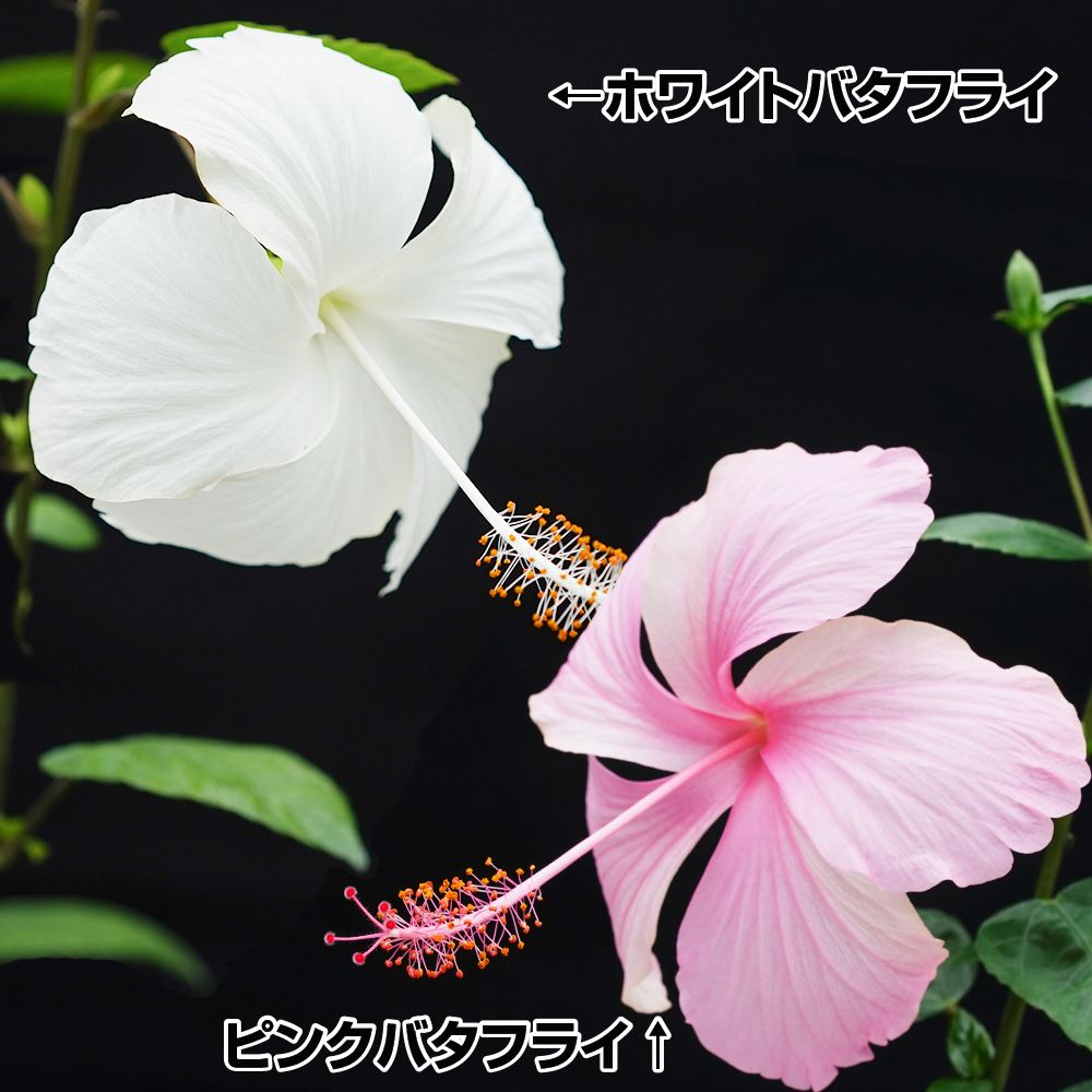 国華園 花苗 珍しいハイビスカス バタフライハイビスカスセット 2種2株