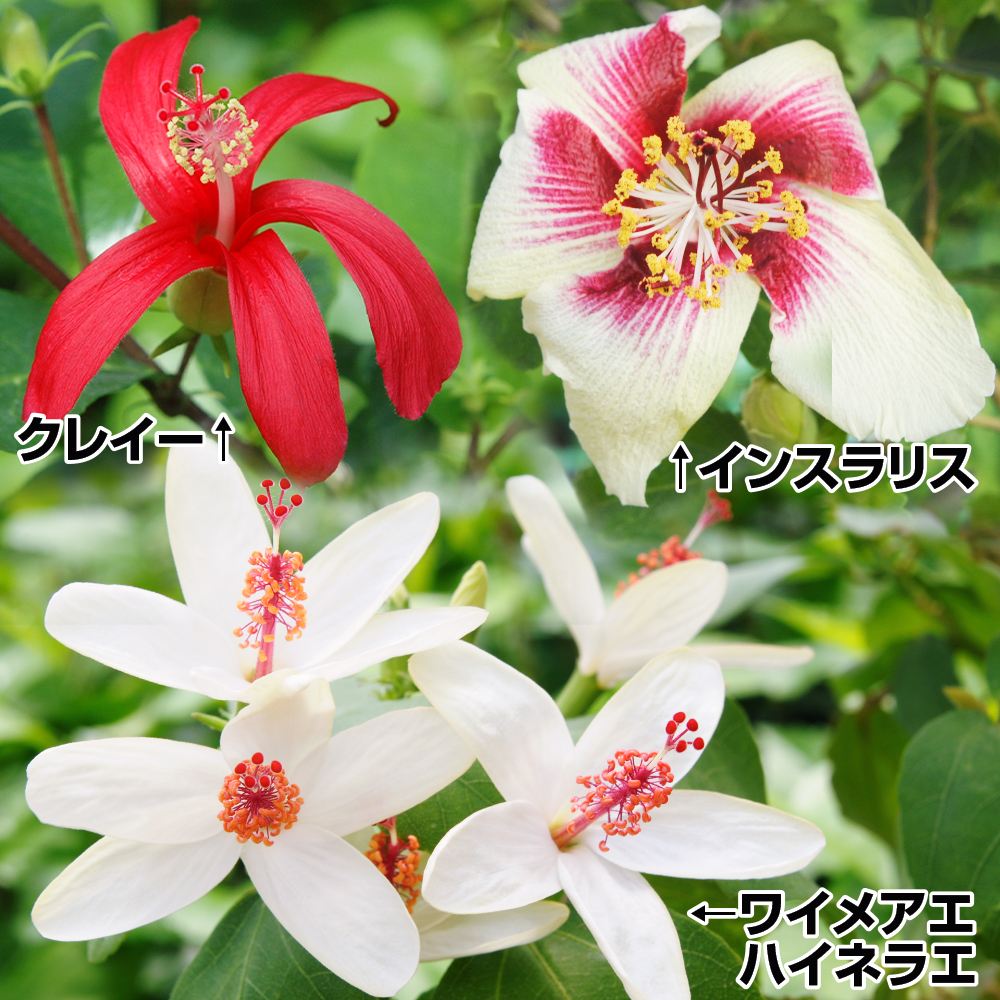 国華園 花苗 原種ハイビスカスセット 3種3株 : 花と緑 国華園 - 通販