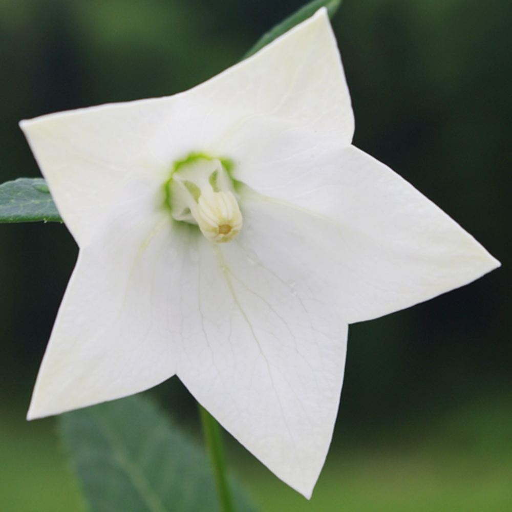 国華園 花苗 キキョウ 白 2株 : 花と緑 国華園 - 通販 - Yahoo