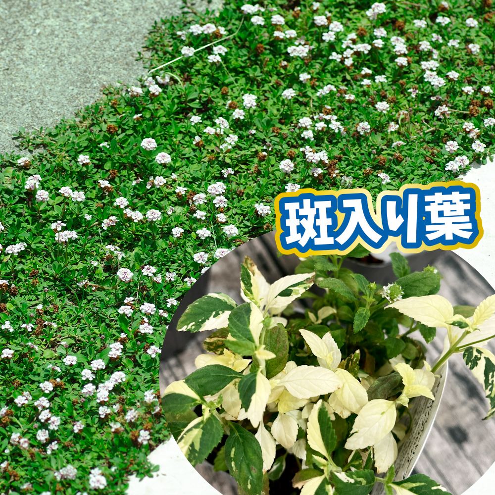 花苗 斑入りリッピア 2株 ヒメイワダレソウ グランドカバー : 花と緑