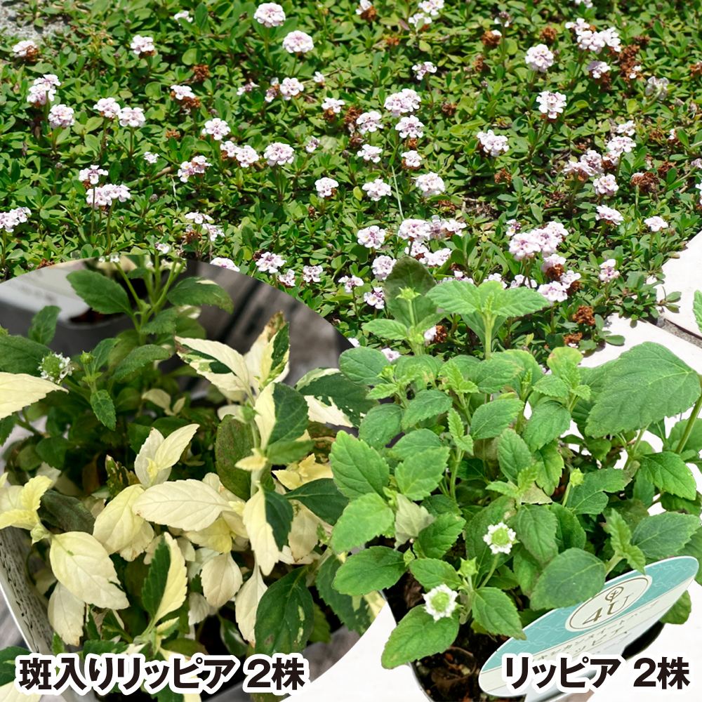 国華園 花苗 リッピアセット 2種4株 ヒメイワダレソウ グランドカバー