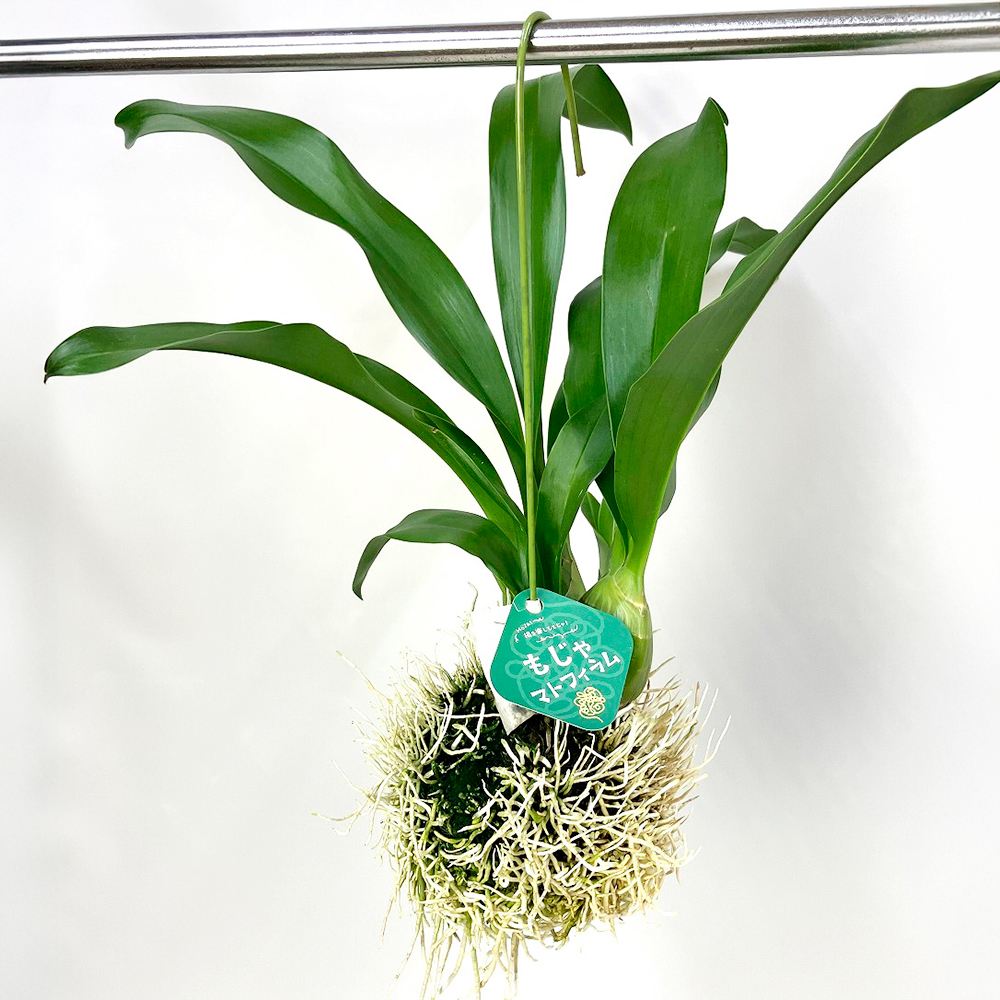 国華園 洋蘭苗 小もじゃマトフィラム 1株 観葉植物 送料込み : 花と緑