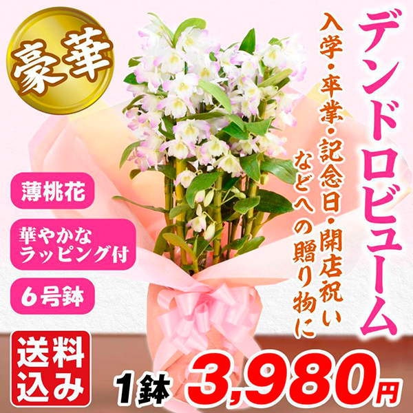 洋蘭苗 デンドロビューム 薄桃系 ラッピング付き 1鉢 デンドロビウム