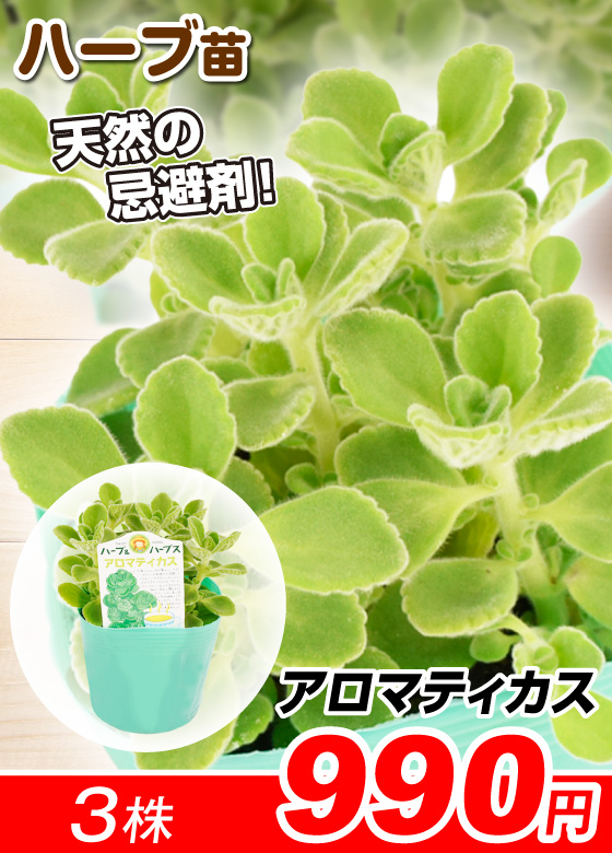 ハーブ苗 アロマティカス