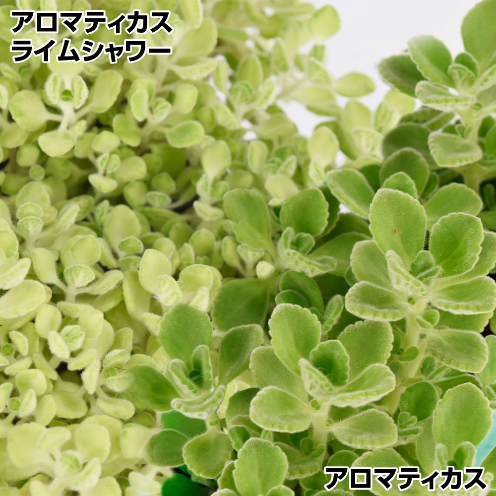 さつまいもポット苗 べにまさり ポット苗 2株 / さつまいもの苗