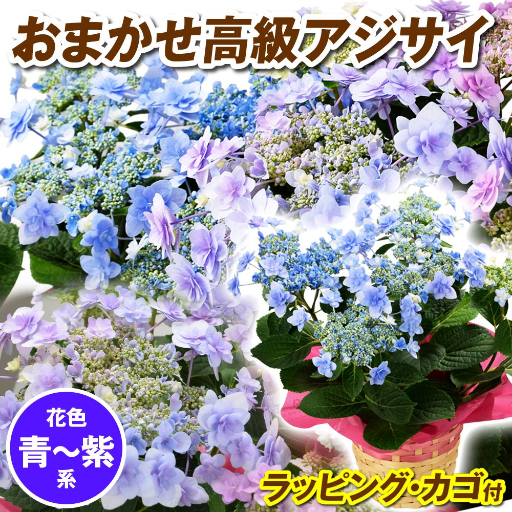 花木苗 アジサイ 鉢花 高級紫陽花おまかせ 青~紫系 ラッピング・カゴ付
