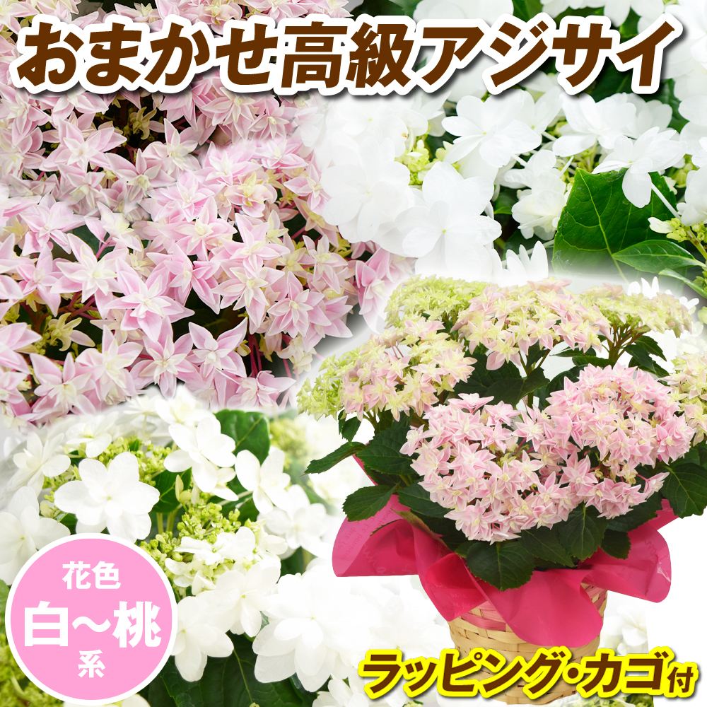 花木苗 アジサイ 鉢花 高級紫陽花おまかせ 青~紫系 ラッピング・カゴ付