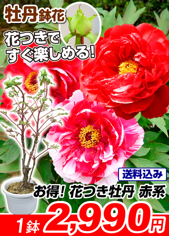 お得 牡丹花つき牡丹赤系