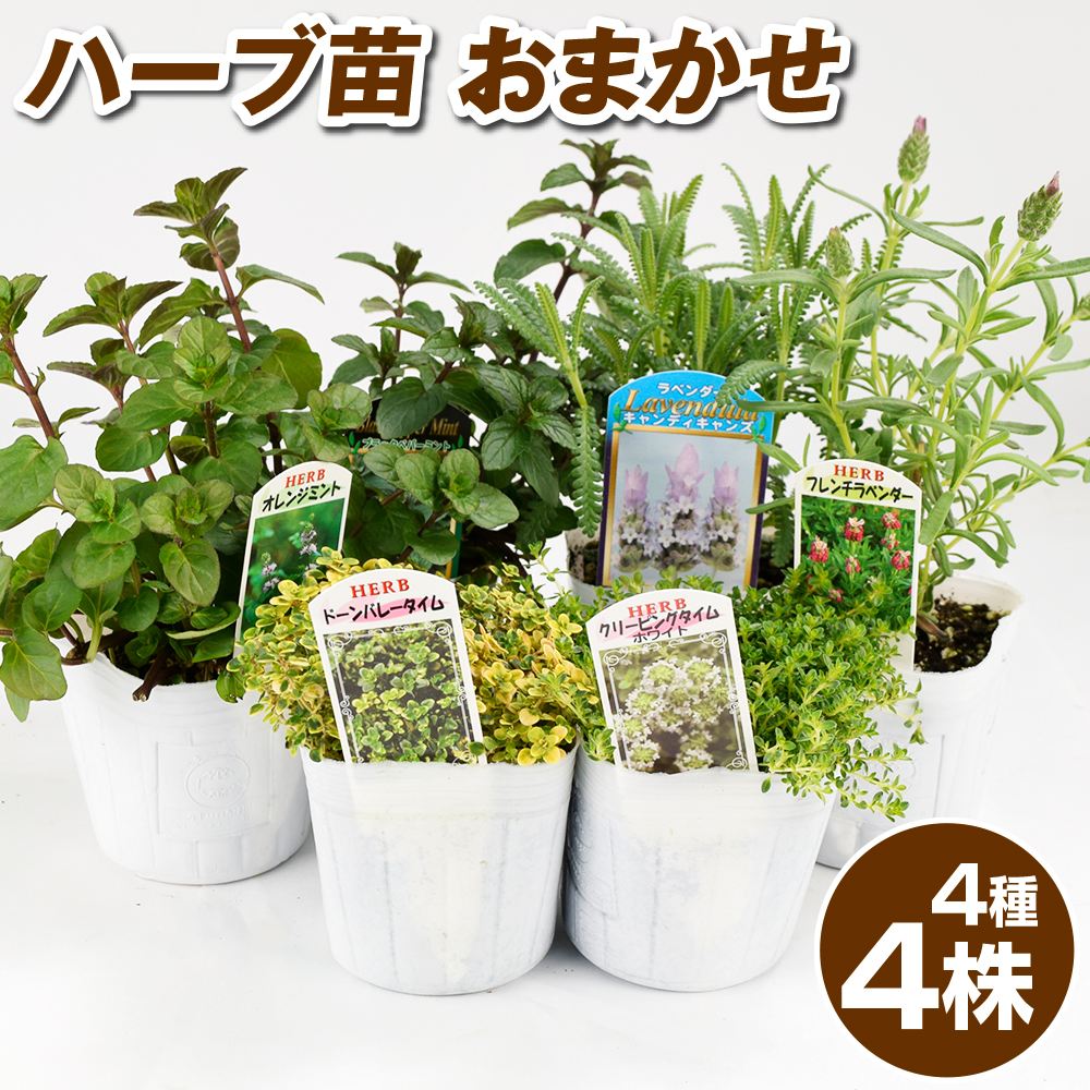 ラベンダー 苗」の人気商品一覧 | 安い商品を通販サイトから探す
