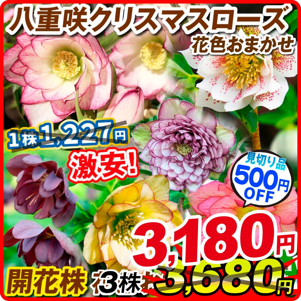 244 クリスマスローズ　開花株 244 クリスマスローズ 開花株 【公式通販】