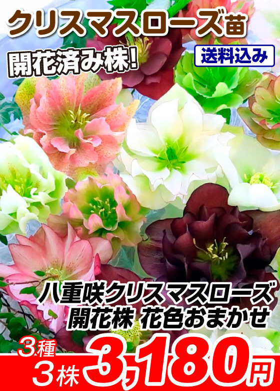 クリスマスローズ