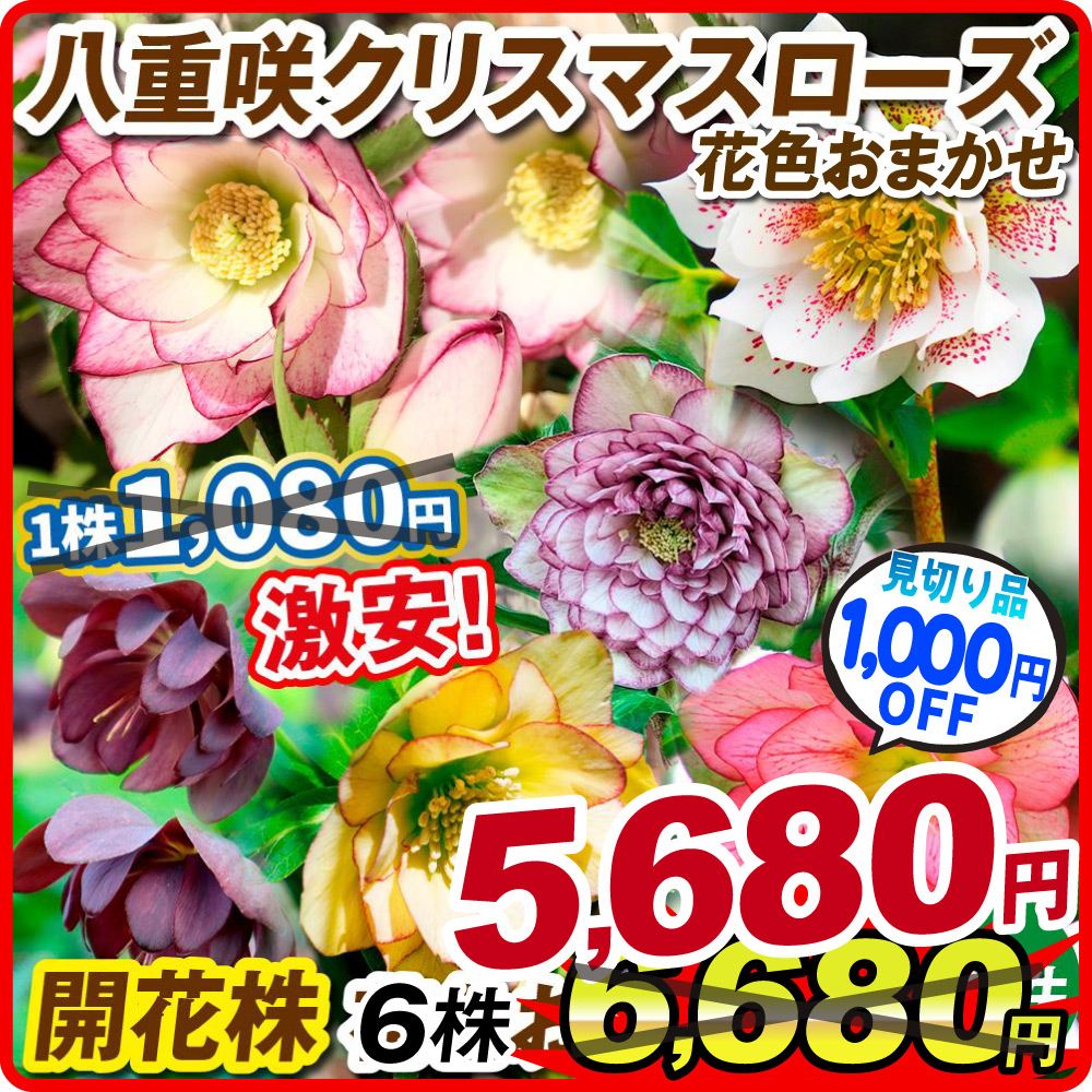 専用(2個)　ミニブーケのよう⭐クリスマスローズ、苗、開花株 在庫処分 花苗 八重咲クリスマスローズ 開花株 花色おまかせ 6株 送料