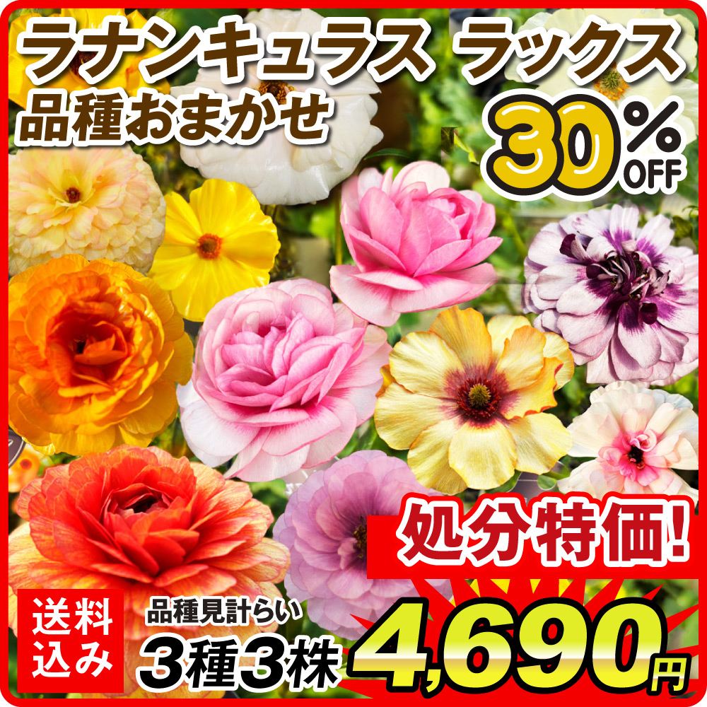 【みかんママ】ラナンキュラスラックス ３種 ６ポット 在庫処分 ポット植え球根 ラナンキュラスラックスおまかせ 3種3株 送料