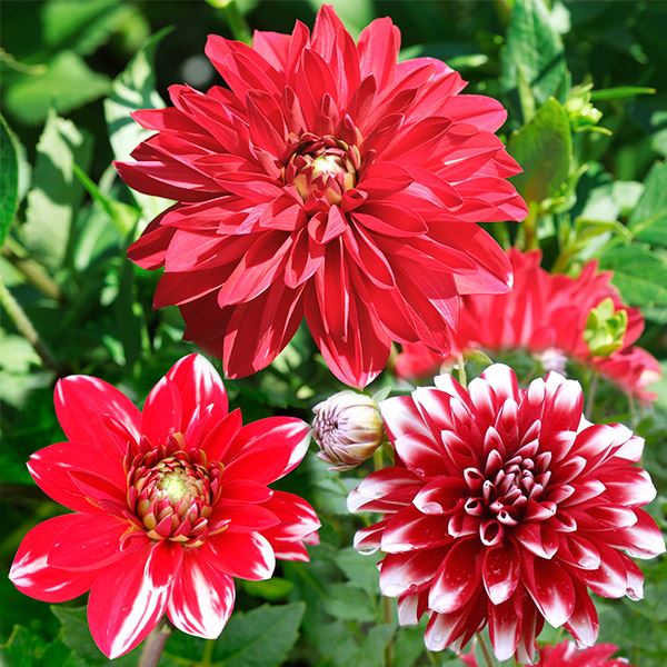国華園 春植え球根 ダリア 花笠乙女 (中輪) 2球 : 花と緑 国華園