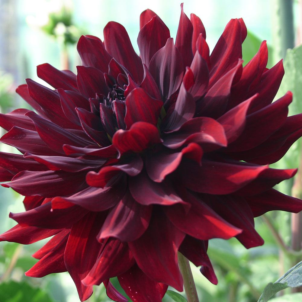 春植え球根 ダリア 黒蝶 (中大輪) 1球 : 花と緑 国華園 - 通販
