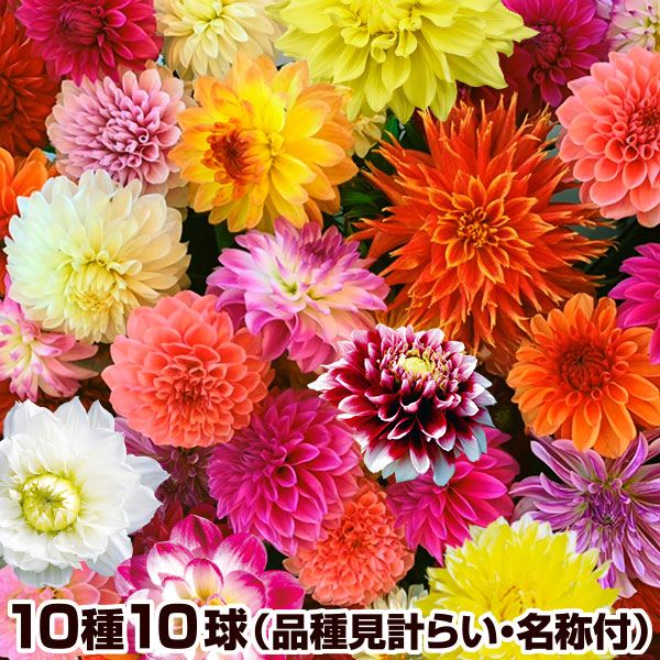 球根 ダリア」の人気商品一覧 | 安い商品を通販サイトから探す - 価格.com