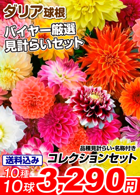 ダリア コレクションセット