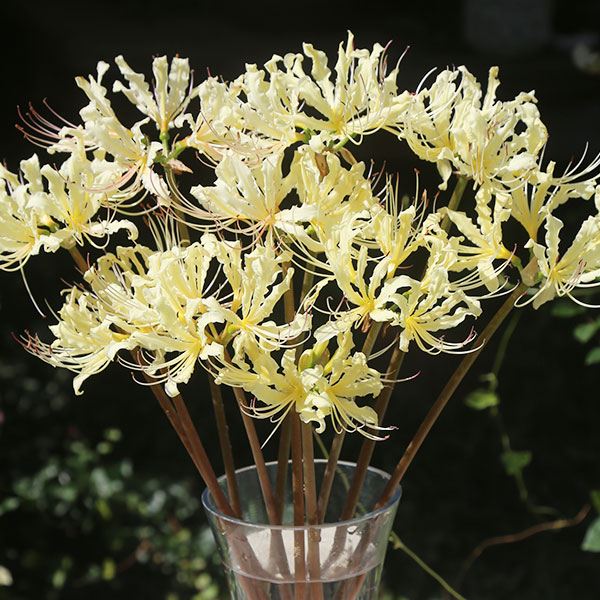 夏植え球根 リコリス スペラード 早期割引 12球 : 花と緑 国華園 夏植え球根 リコリス スペラード 早期割引 12球 : 花と緑 国華園
