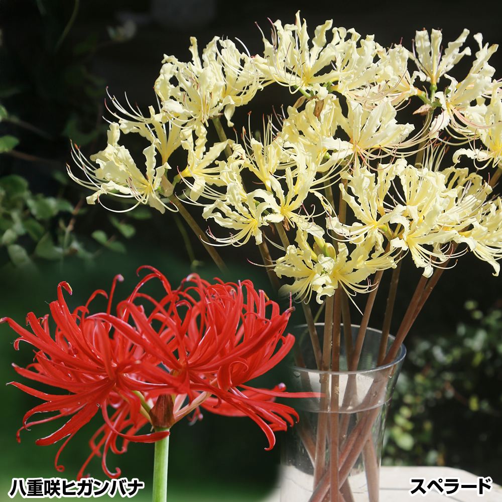 球根 彼岸花」の人気商品一覧 | 安い商品を通販サイトから探す - 価格.com