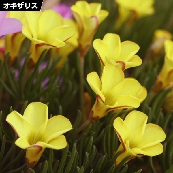 夏植え球根 オキザリス ゴールドアイランド 早期割引 30球 : 花と緑 国