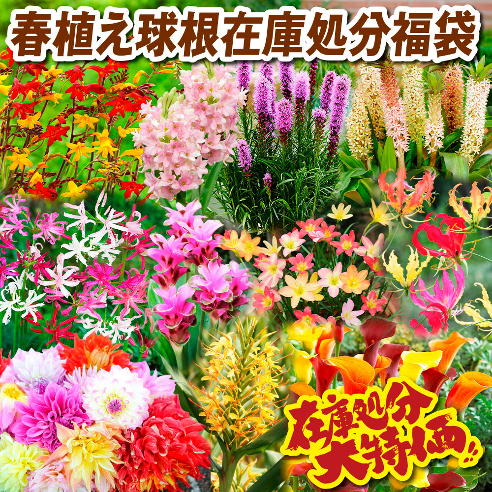 国華園 夏植え球根 オキザリス バリアビリス ラベンダー 60球 : 花と緑