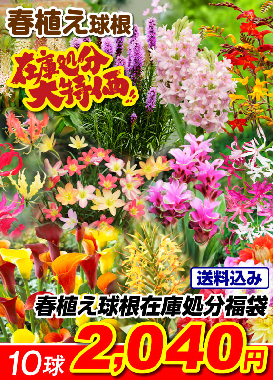 春植え球根福袋10球以上