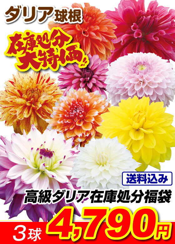 高級ダリア福袋3球