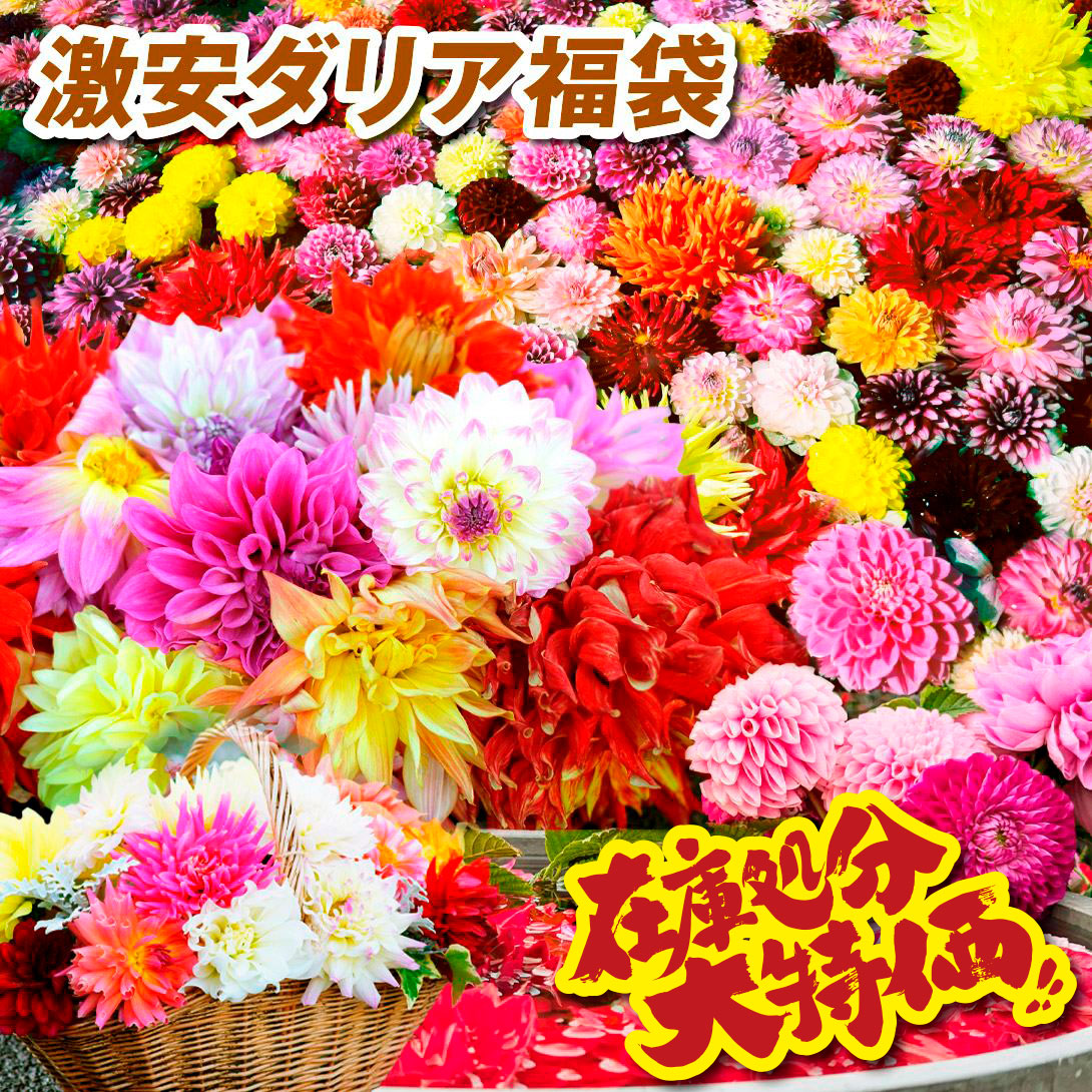 ダリア球根　ご予約画面 Amazon.co.jp: 未発芽ダリア球根セット【予約販売】11月出荷予定分 (4