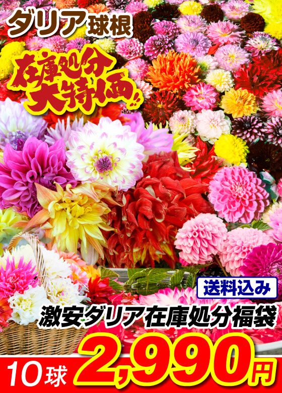 激安ダリア福袋3球