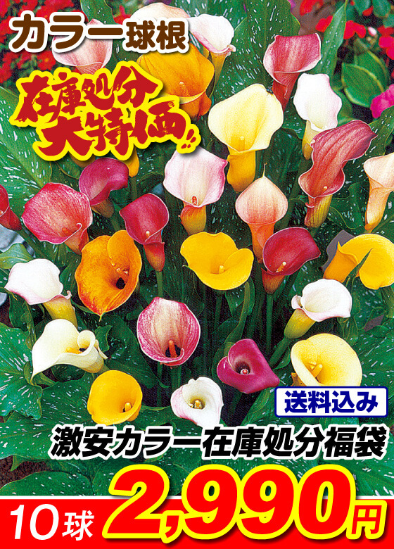 激安カラー福袋